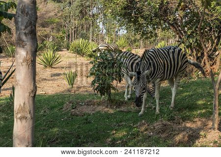 Zebra To Graze In Green Pasture. Lubango. Angola.