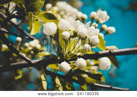 Romantic Tree Brunch Blossoming With Flowers And First Buds, Springtime. Beautiful Fresh New Apple T