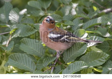 Finch Fringilla Coelebs Bird On Tree