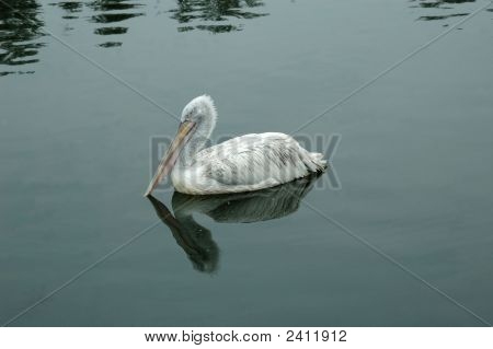 Vogel der Pelikan auf dem Wasser.