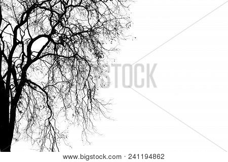 Dead Branches , Silhouette Dead Tree Or Dry Tree On White Background.