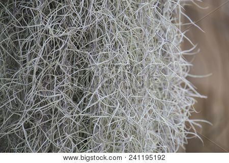 Spanish Moss  With Blurred Background. Garden Concept.