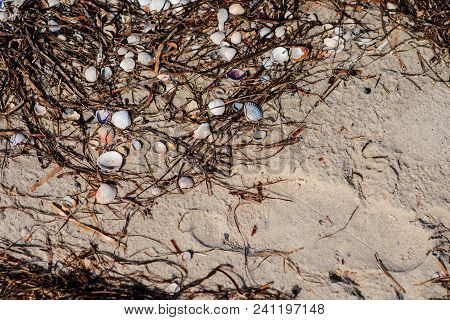 Texture With Shell And Pebble At Wet Yellow Sand Of Beach. Vacation Background