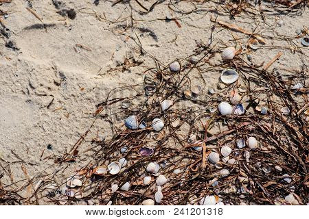 Texture With Shell And Pebble At Wet Yellow Sand Of Beach. Vacation Background