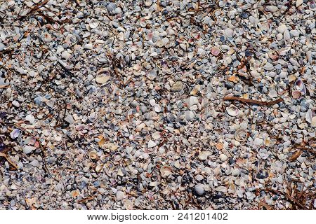 Many Shells Are Sold In The Fresh Market
