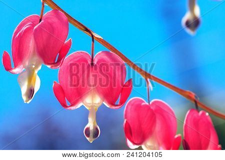 The Heart Shaped Pink And White Flowers Of Bleeding Heart. Lyre Flowers On Background Of Blue Sky As