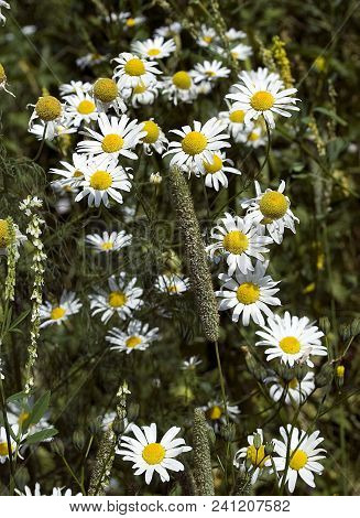 Matricaria Chamomilla (matricaria Recutita), Commonly Known As Chamomile (also Spelled Camomile), It