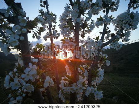 Cerejeira Em Flor Em Cedaínhos, Mirandela, Bragança, Portugal