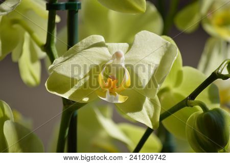 Orchid Phalaenopsis Aphrodite Yellow. Photographing First Person Of A Flower. Nature Orchid Botanica