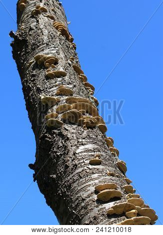 The Fruiting Body Of A Polypore Fungus, Also Known As Bracket Fungus, Growing On A Dead Tree, With A