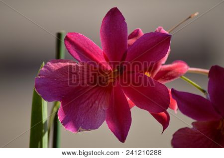 Orchid Dendrobium Berry Oda Pink Red Photograph Of A Single Flower. Nature Orchid Botanical Biology 