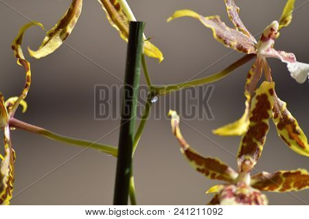 Orchid Brassia Tessa Yellow And Brown Photograph Of A Wisdom Drop Coming Out Of Her Rod. Nature Orch