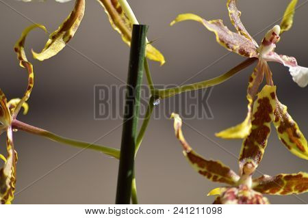 Orchid Brassia Tessa Yellow And Brown Photograph Of A Wisdom Drop Coming Out Of Her Rod. Nature Orch