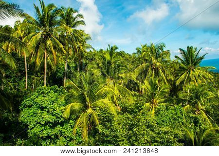 Exotic Tropical Viewpoint From The Koh Samui Island In The Thailand With Palms And Trees And View On