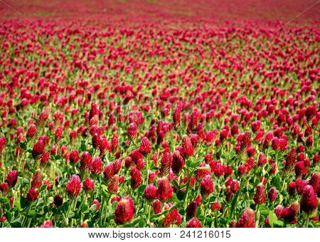 A Meadow Full Of Italian Clover (trifolium Incarnatum) With A Small Depth Of Field And Slightly Blur