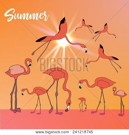 Summer Tropical Vector Banner Or Flyer With Flamingos Flying And Standing In The River And Evening S