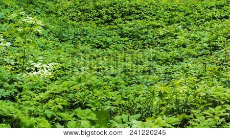 Green Foliage On A Sunny Spring Summer Day With Different Plants And A Small Tree Outodoor Park Natu