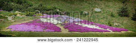 Floral Background From The Phlox Of The Subulate.