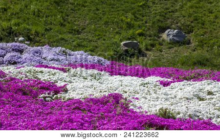 Floral Background From The Phlox Of The Subulate.
