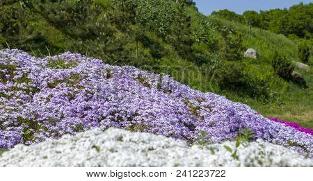 Floral Background From The Phlox Of The Subulate.