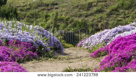 Floral Background From The Phlox Of The Subulate.