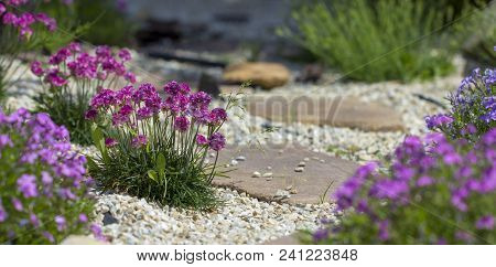 Floral Background From The Phlox Of The Subulate.