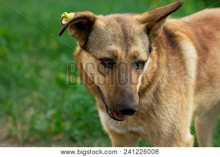 Red Street Lonely Dog. Sad Street Dog With A Stamp On The Ear.
