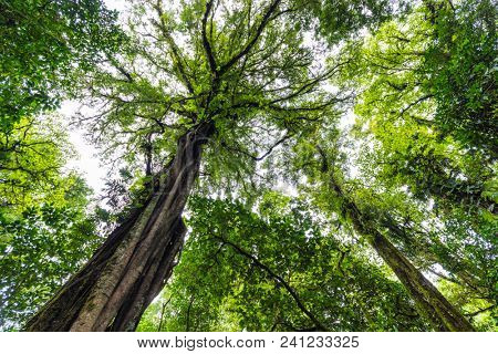 Dynamic wide angle shot of a giant tree in the jungle of Munduk, Bali, Indonesia