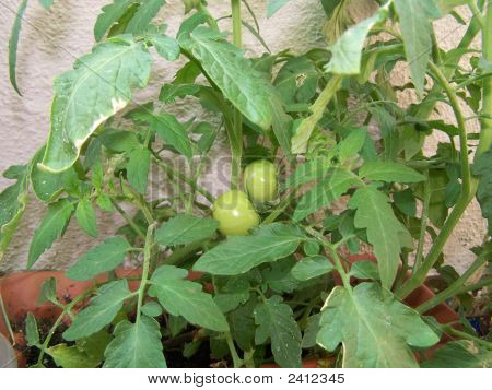 Groene tomaten