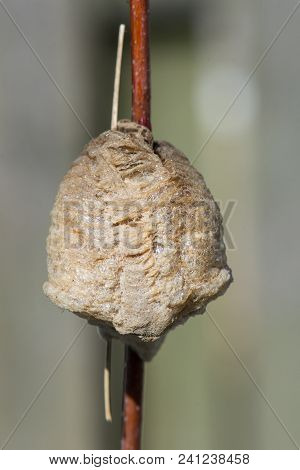 Front View Of A Foamy, Light Brown Praying Mantis Nest.  There Is A Blade Of Grass Stuck In The Egg 