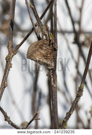 Side View Of A Light Brown Praying Mantis Nest On A Leafless Bush.  The Egg Case Is Facing Left And 
