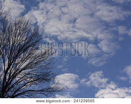 Trees Silhouetted Against Clearing Blue Winter Sky