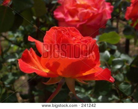 Røde Rose