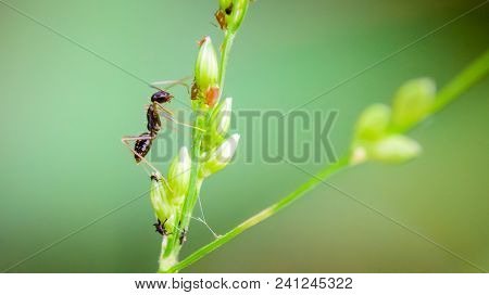 Macro Ant Portrait,black Ant On Green Leaves And Green Nature Background.