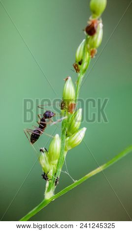 Macro Ant Portrait,black Ant On Green Leaves And Green Nature Background.