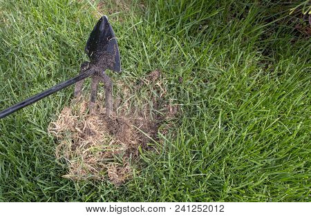 Gardener Repairing Lawn Grass, After Crippling Domashnim Pets Close Up
