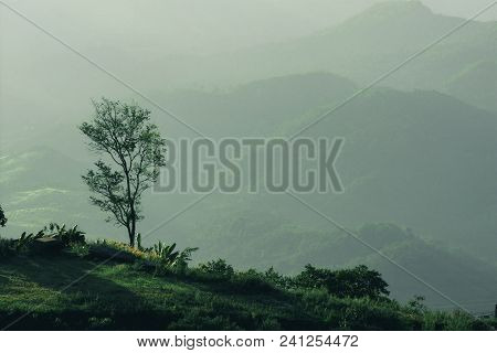 Nature Landscape Mountain Forest, Morning Spring Countryside In Phu Tub Berk, Thailand