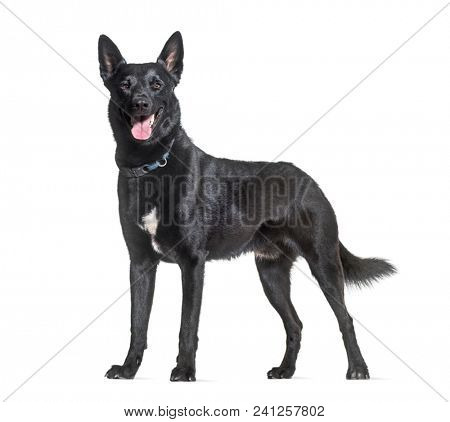 Black Malinois dog panting in studio against white background