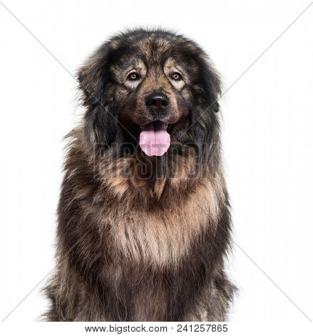 Sarplaninac dog panting and looking at camera against white background