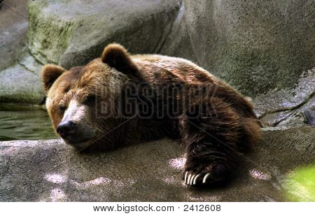 Grizzly Bear