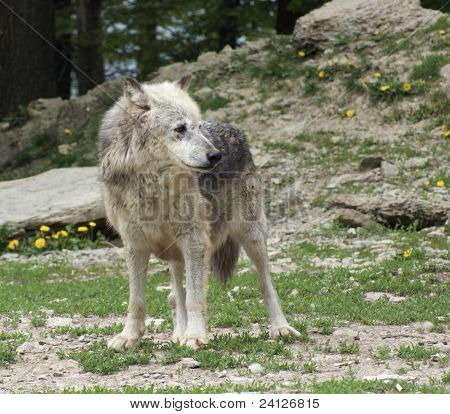 Loup gris dans une Ambiance naturelle