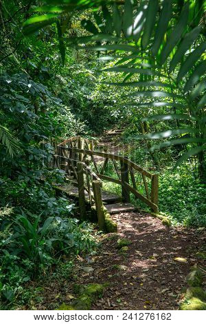 Path With Stairs In The Jungle In Middle America. Nicaragua, Mombacho.