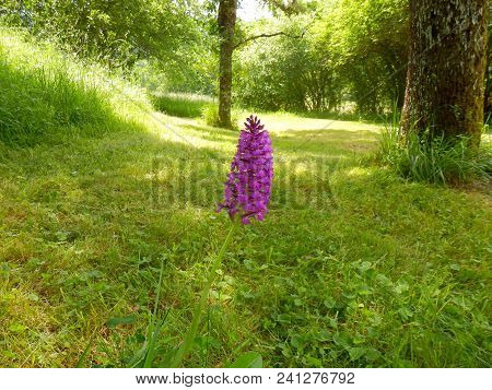Pyramidal Orchid (anacamptis Pyramidalis) Growing Wild In A Meadow