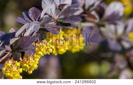 Yellow Flowers On A Branch Of Barberry Close Up