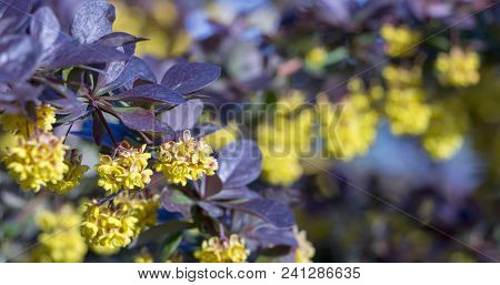Yellow Flowers On A Branch Of Barberry Close Up