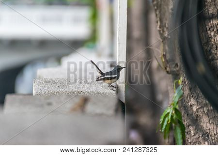 Bird (oriental Magpie-robin) In A Nature Wild