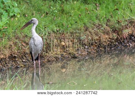 Bird (anastomus Oscitans) In A Nature Wild
