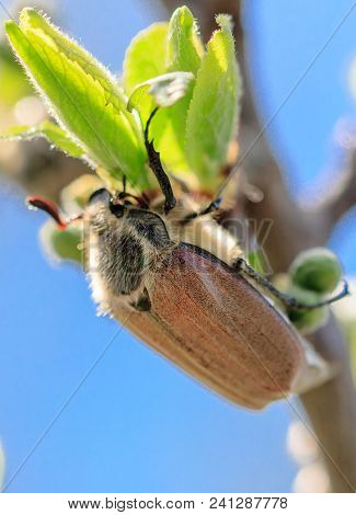 Portrait Of A Beetle On A Branch Of A Tree .