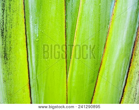 Texture On Body Of Traveler's Palm, Ravenala Banana