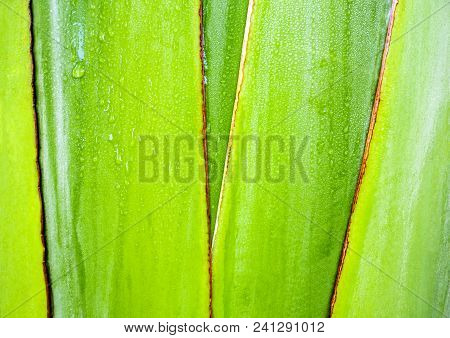 Texture On Body Of Traveler's Palm, Ravenala Banana